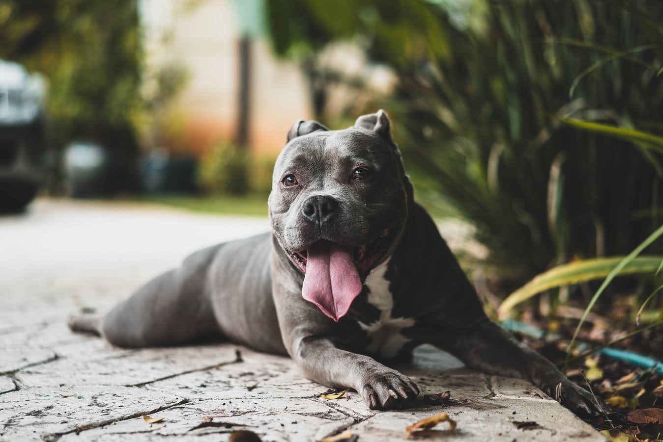 4 Best Dog Breath Freshenerer 2020