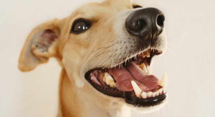 best dog cleaning treats for clean teeth