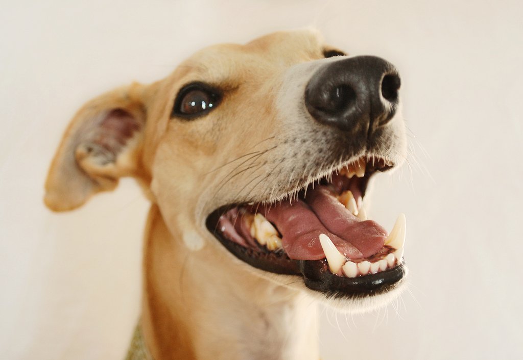 best dog cleaning treats for clean teeth