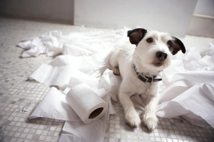 Dog Toilet Training Tips