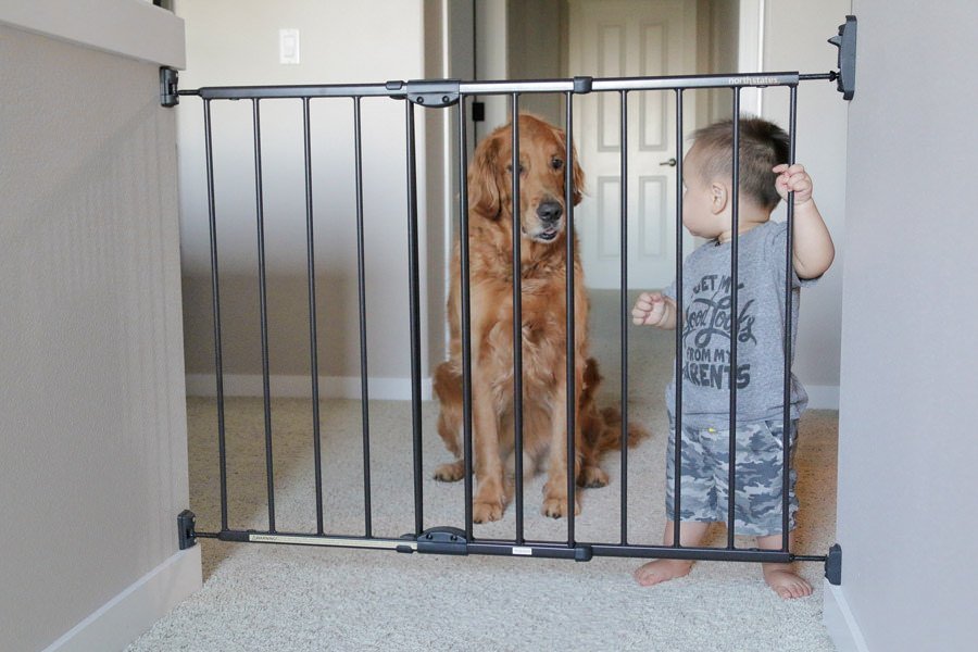 5 Best Dog Gates For The House