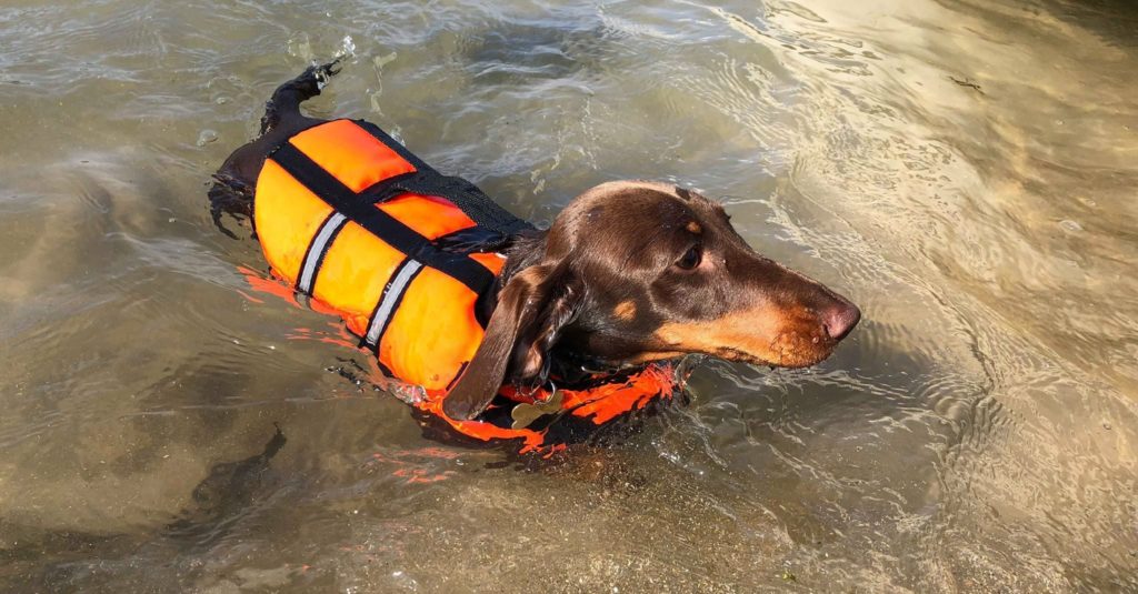 The Best Dog Life Jacket Updated 2024 [Small & Large Breeds]