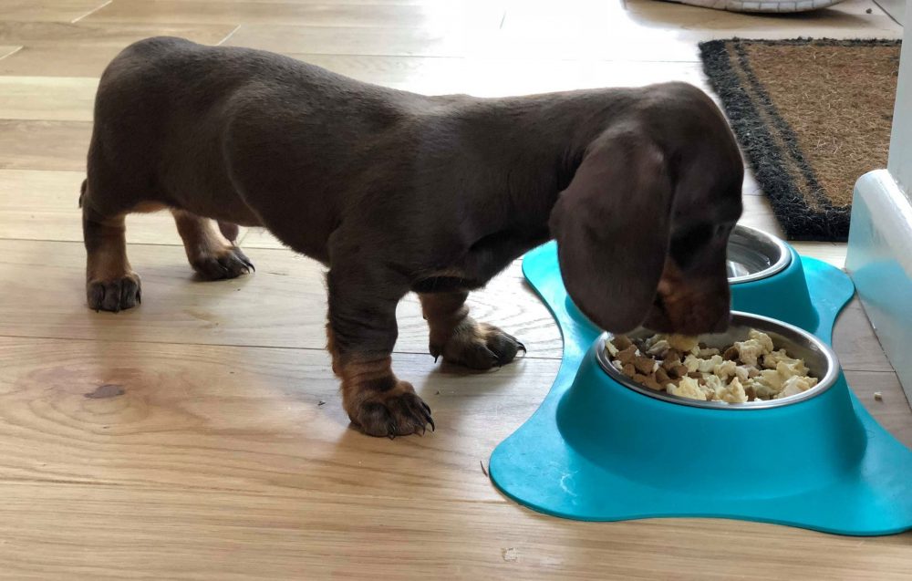 5 Best Dog Food For Dachshunds 2021 [Standard & Miniature]