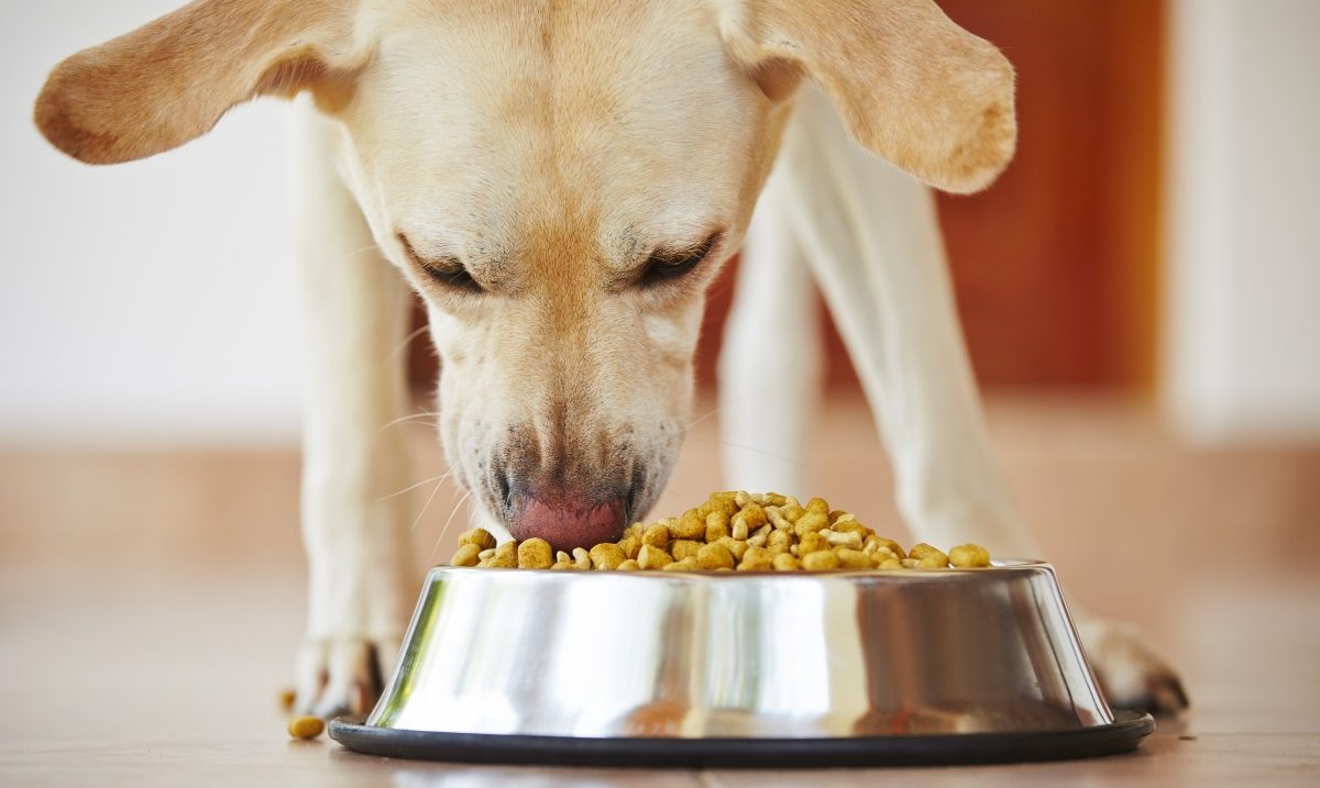 5 Best Labrador Dog Foods