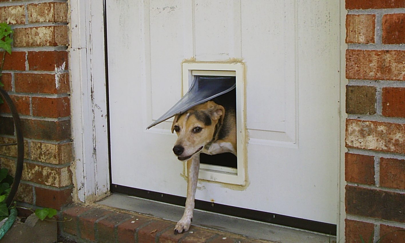 5 Best Dog Doors  [Doggy Door Reviews]