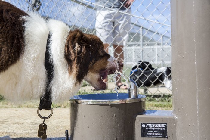 water fountains for dogs
