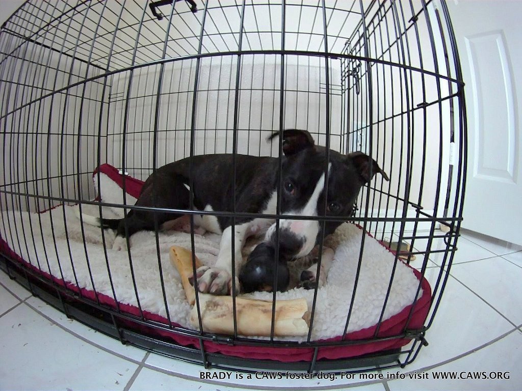 Crate Training A Puppy Helpful Tips To Improve The Dogs