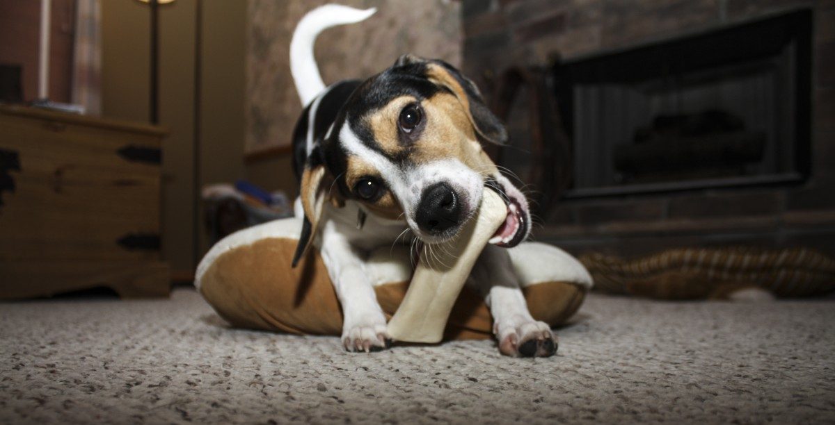 5 Best Dog Bones For Aggressive Chewers