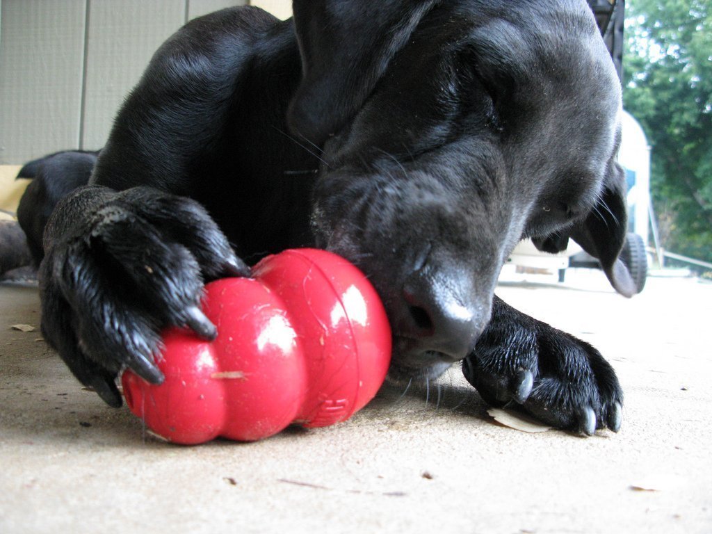 Top 5 Dog Toys For Aggressive Chewers