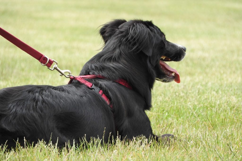 large breed harness