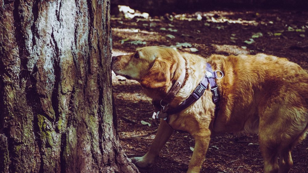 5 Best Harnesses for Large Dogs