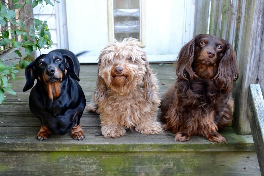 5 Best Outdoor Dog Kennels