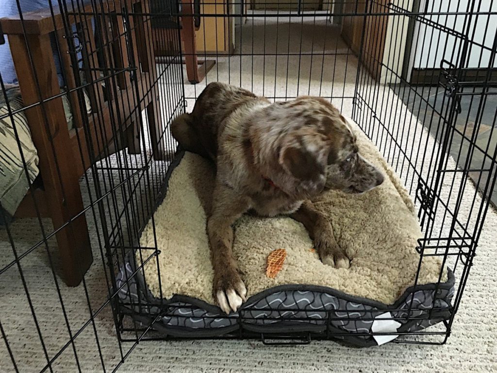 Puppy crying in crate