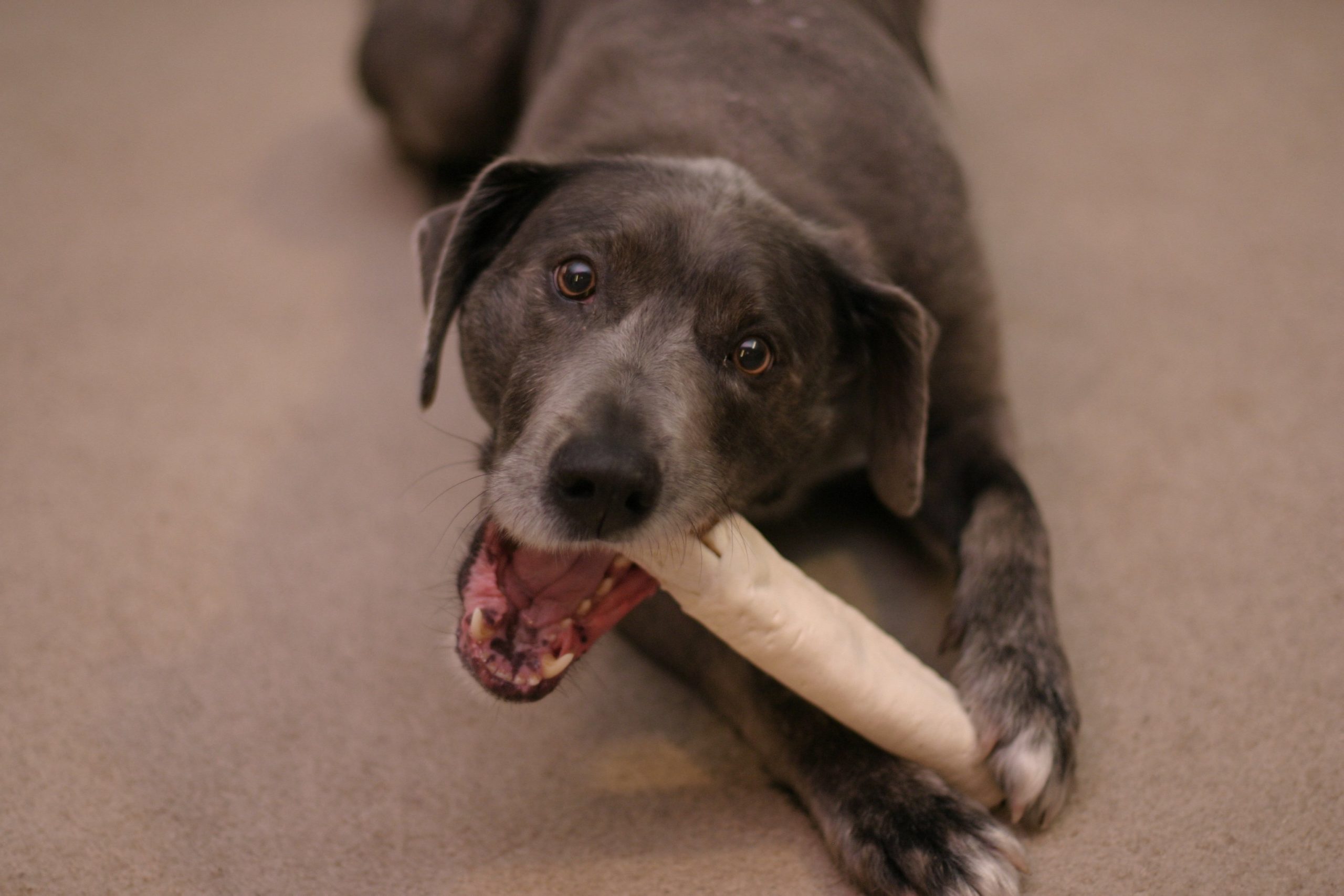 are rawhide bones bad for dogs