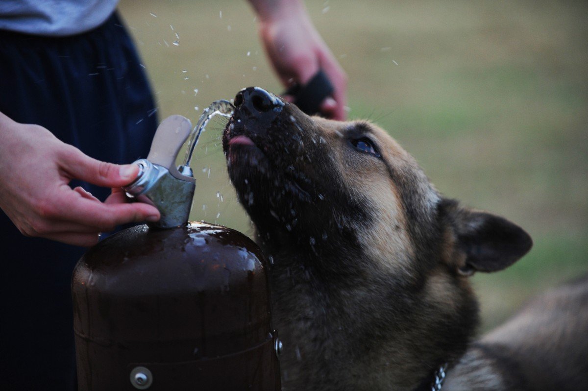 5 Best Water Fountains For Dogs