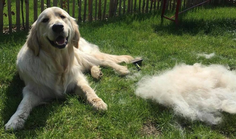 5 Best Deshedding Tool For Dogs