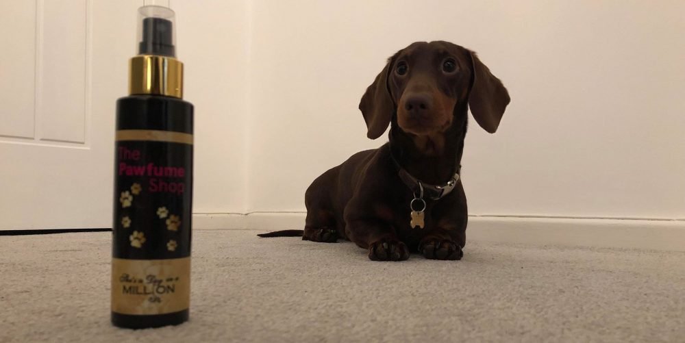 Dog Cologne – Our Top 5 Picks to Keep Your Dog Smelling Fresh