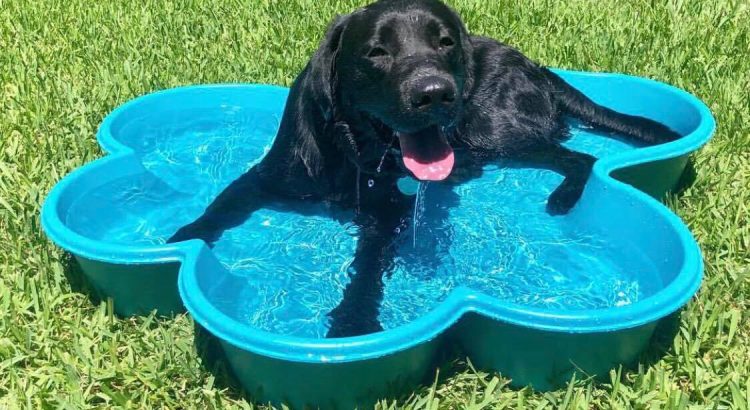 best dog pool