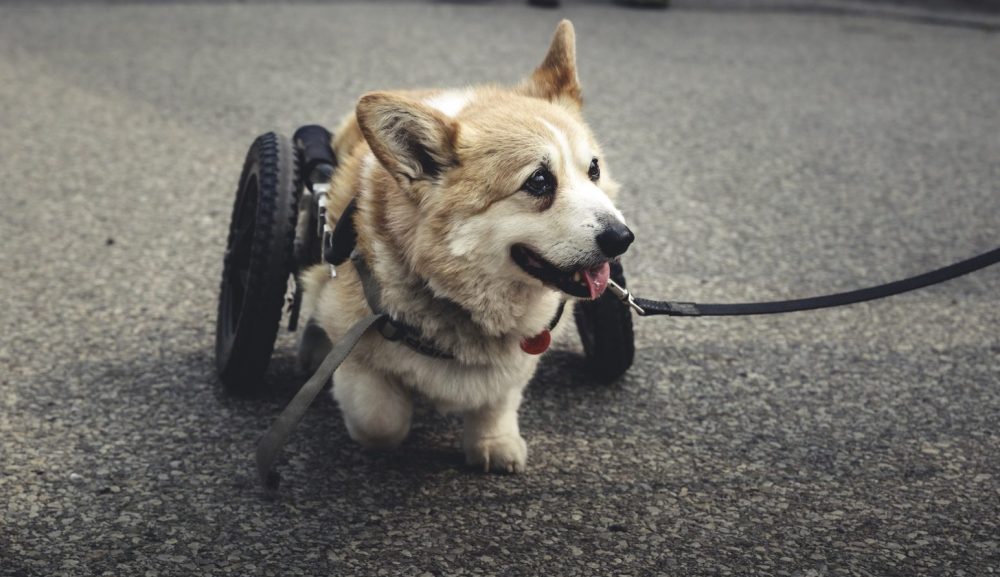 5 Best Dog Wheelchairs