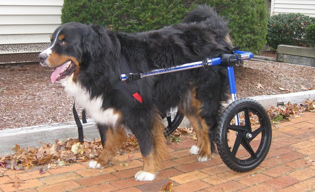Doggie Wheelchair