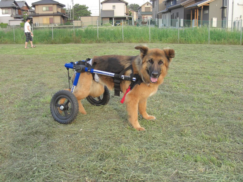 Wheelchair For Dog