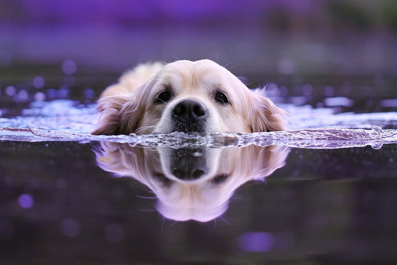 Benefits Of Alkaline Water For Dogs