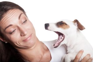 Best Dog Breath Freshener
