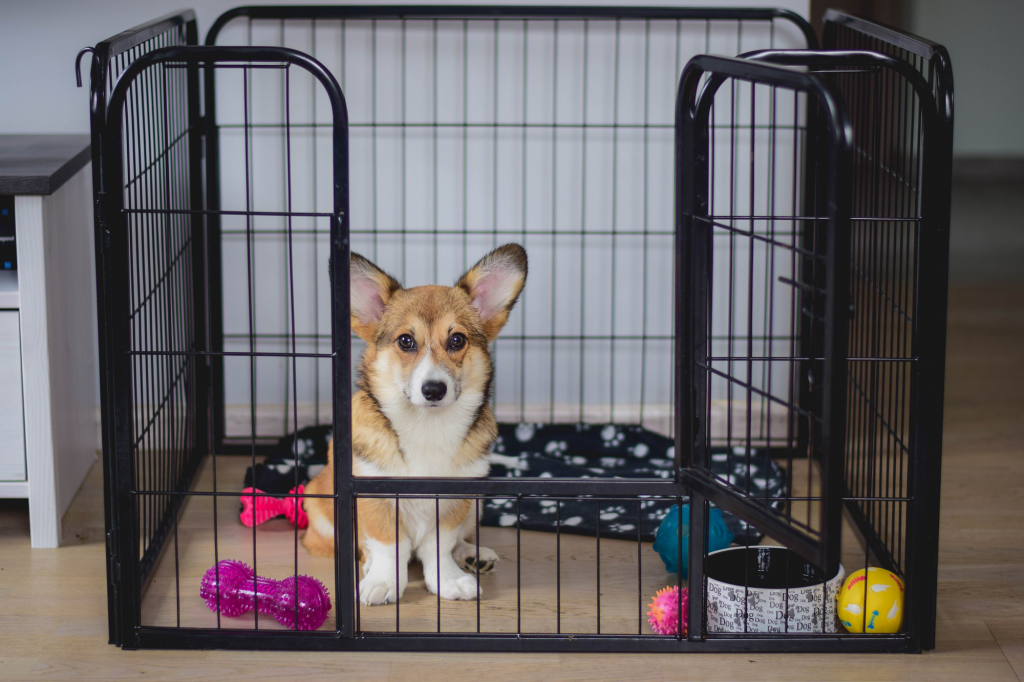 The Best Crate For Puppy 2021 [Crate Training a Puppy]