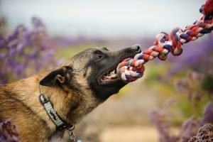 Smart Toys For Your Dog Buying Guide