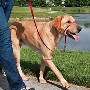 Golden lab out for a walk wearing a Gentle Leader dog harness