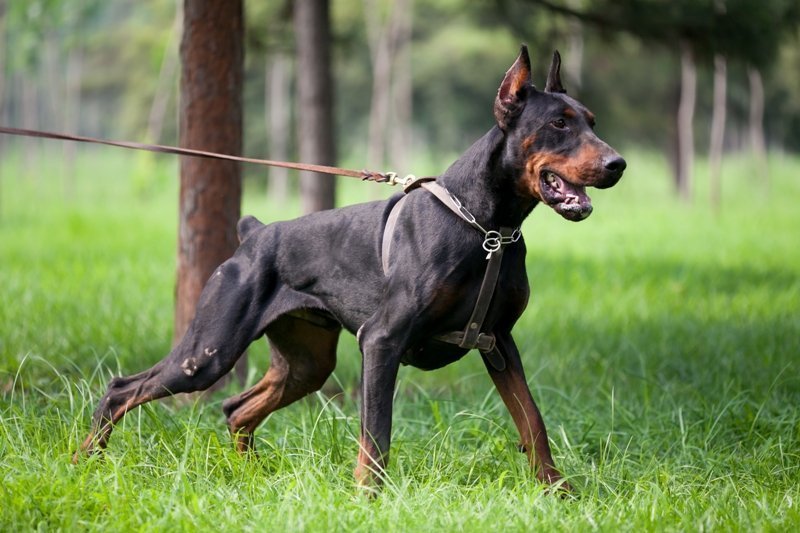 Protection Dogs What to Look For In a Good Guard Dog