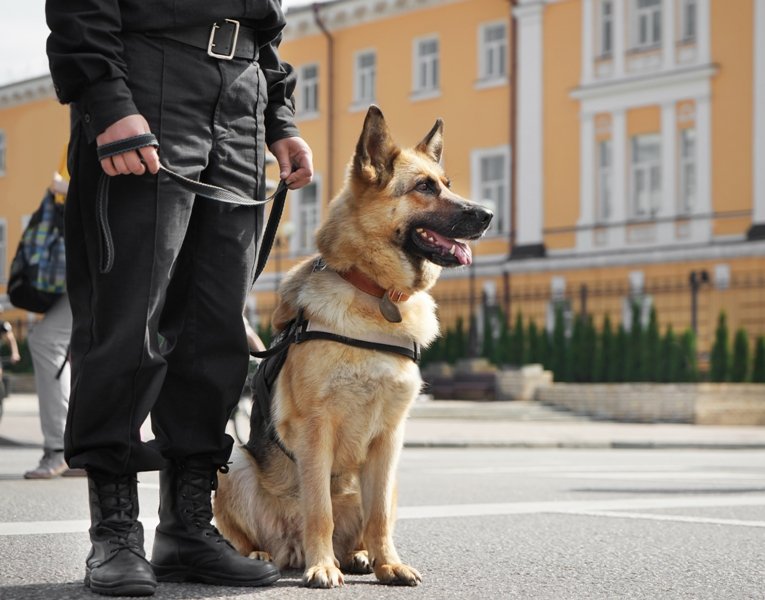 Protection Dogs: What to Look For In a Good Guard Dog