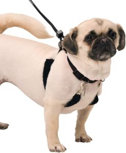 Medium sized pug dog wearing the Sporn pet harness