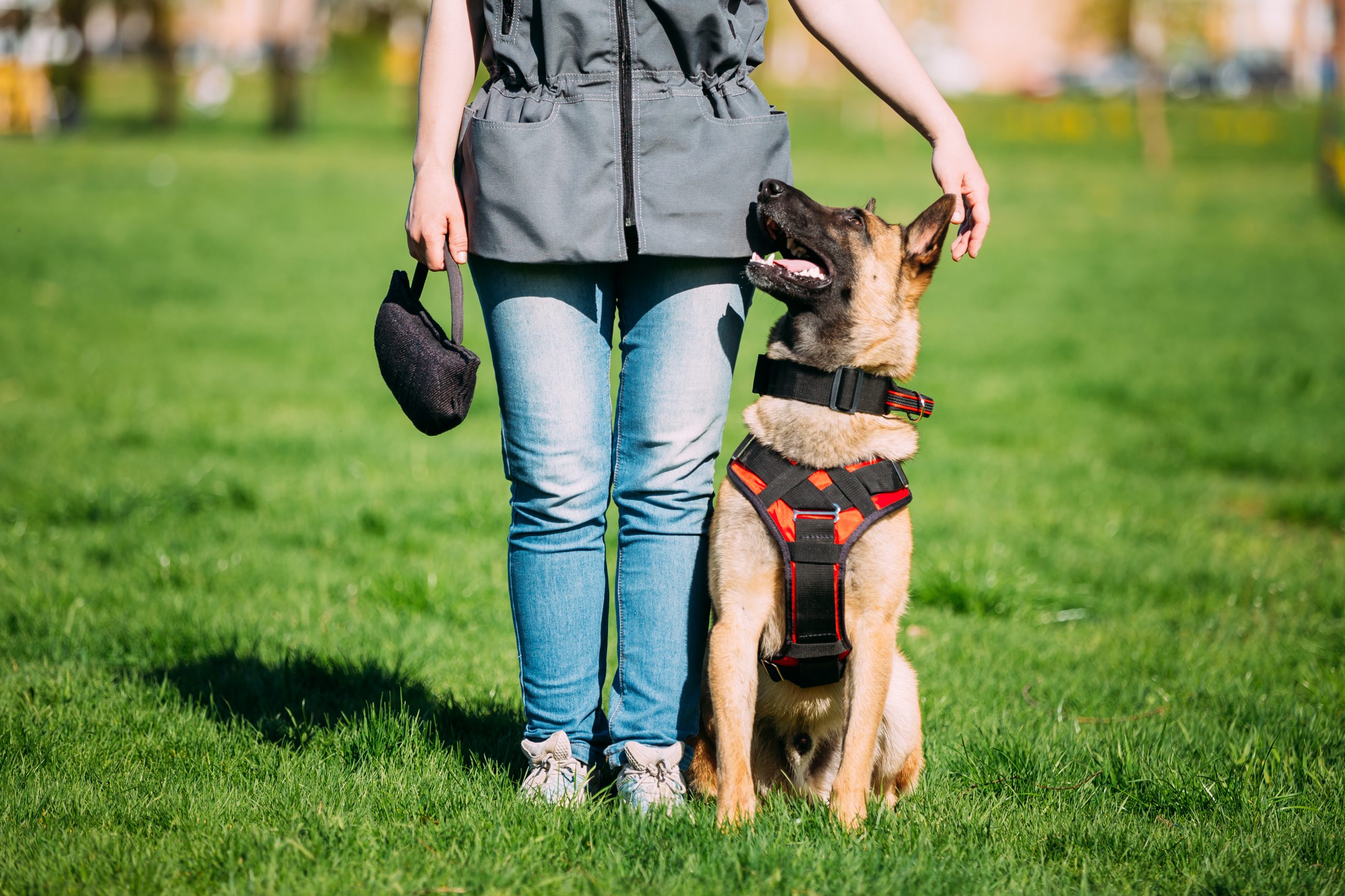 5 Best Dog Training Vests for 2020 [Best Dog Harness]