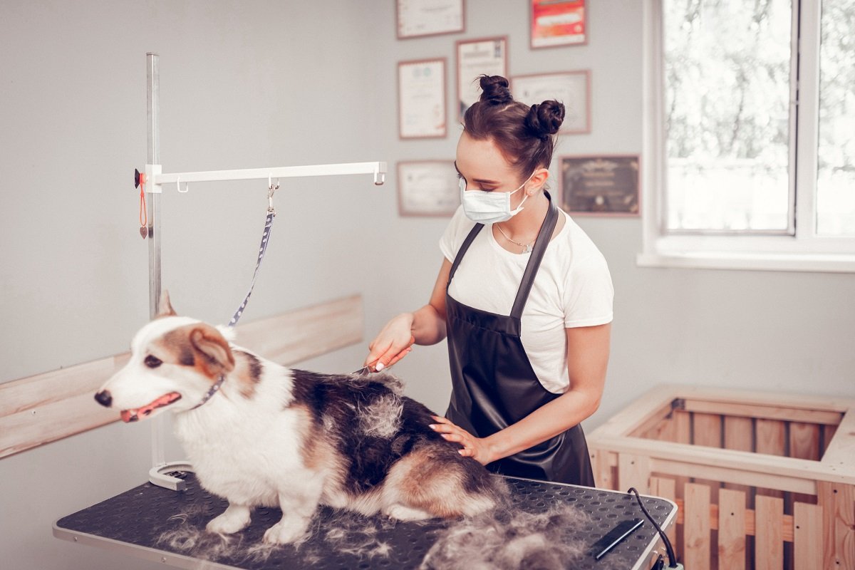 7 Best Dog Grooming Tables for 2021 Top Dog Hub for 2021