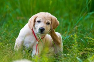 Parasite Prevention for Dogs 101