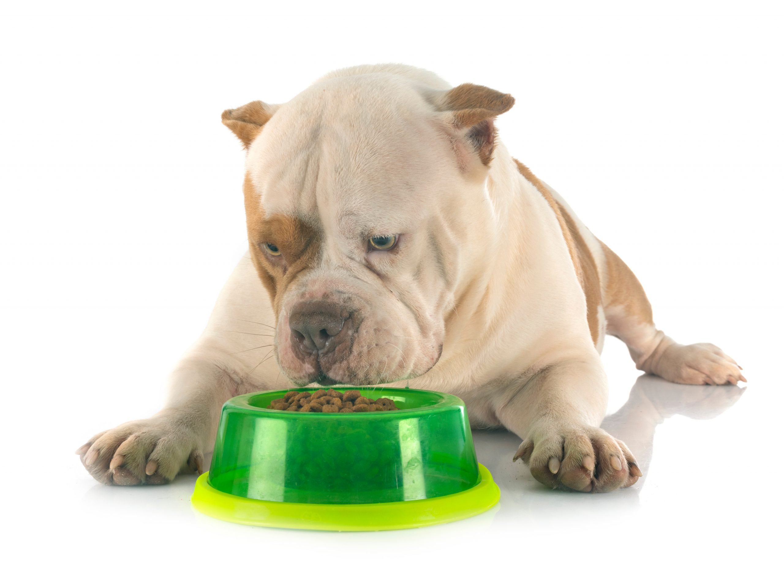 6 Best Dog Food For American Bulldogs [American bulldog
