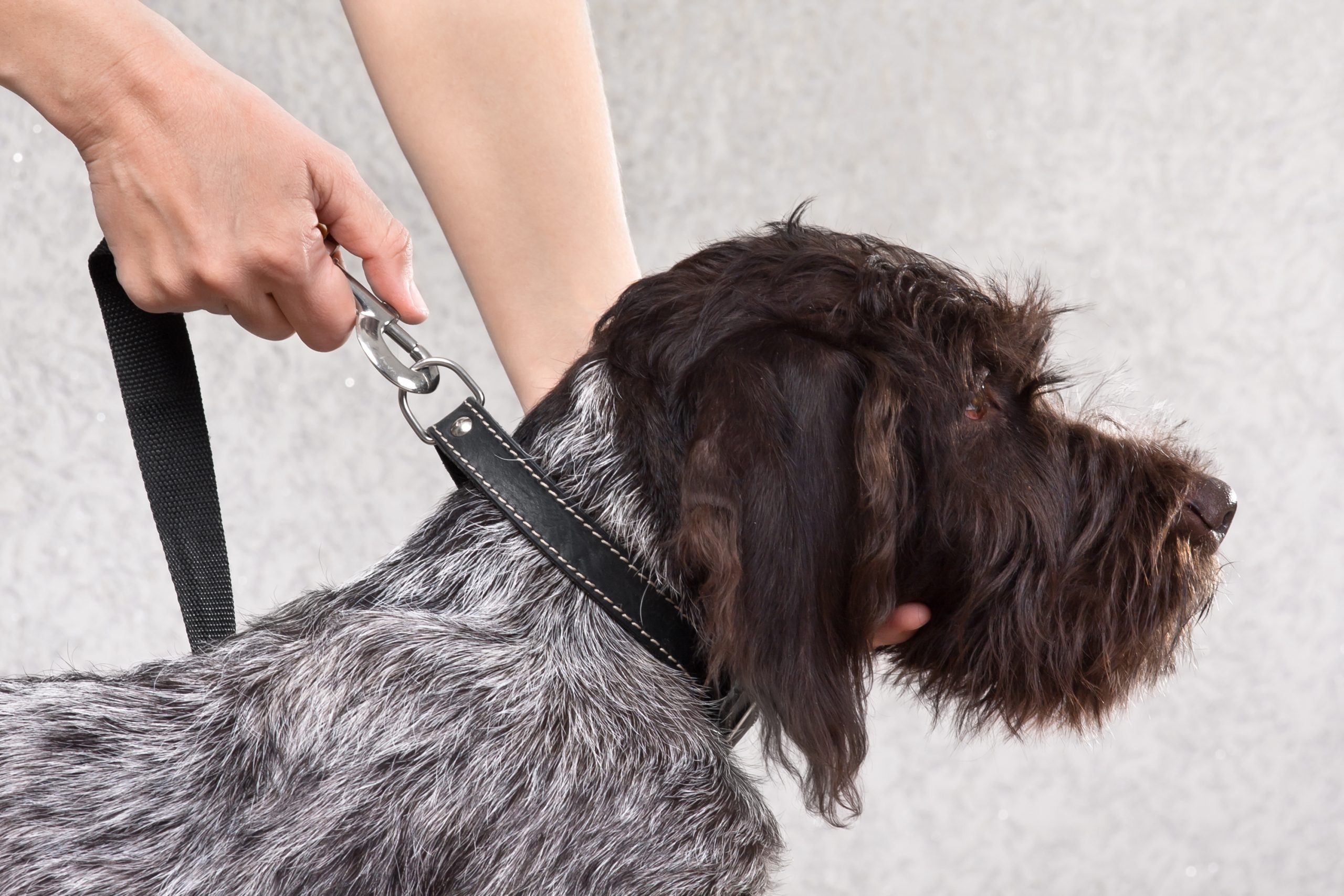The Perfect Fit: How Tight Should A Dog Collar Be?