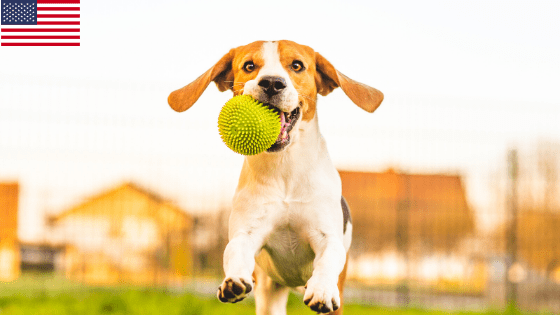 5 Super Fun Dog Toys Made in The USA