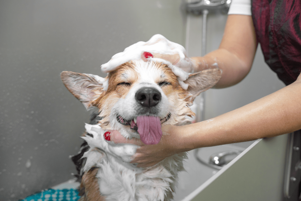 6 Reasons To Try A DIY Dog Wash This Summer