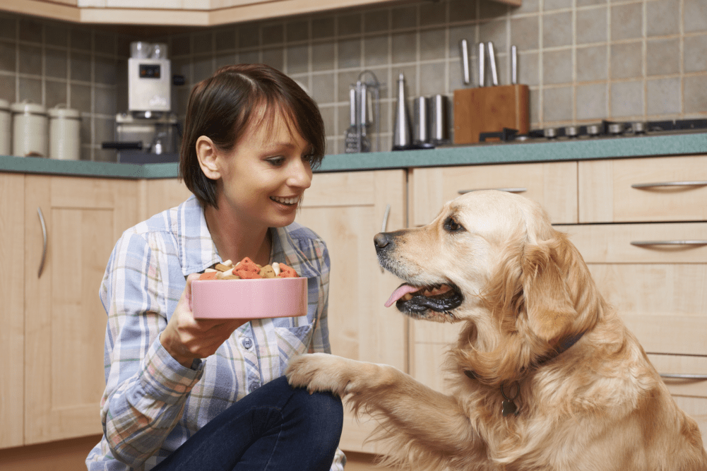 Grain-Free Diet For Your Dog