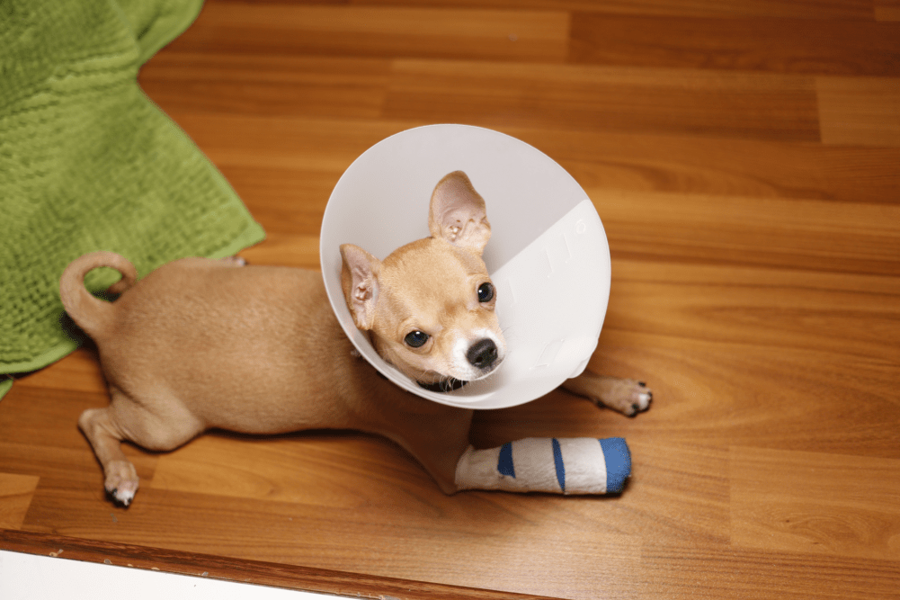The 6 Best Dog Cones For Your Pet