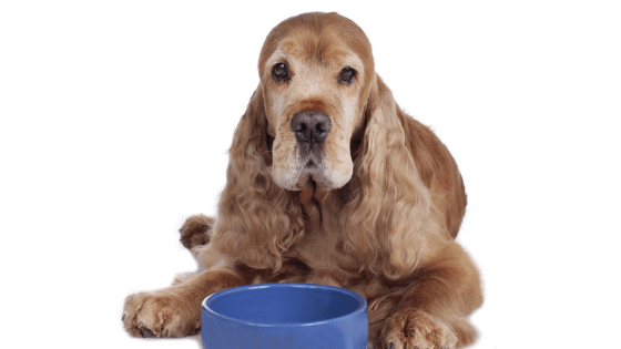 Senior Dog Foods – Our Top Picks for Your Old Dog