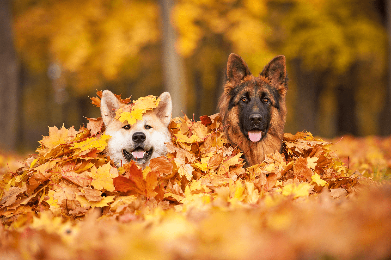 Simple Safety Tips For Your Dog This Autumn