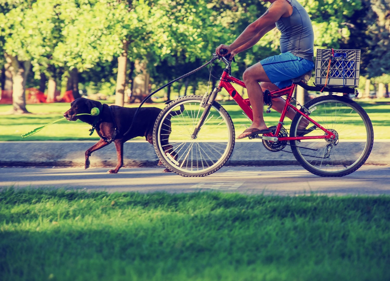 The 5 Best Dog Bike Leashes