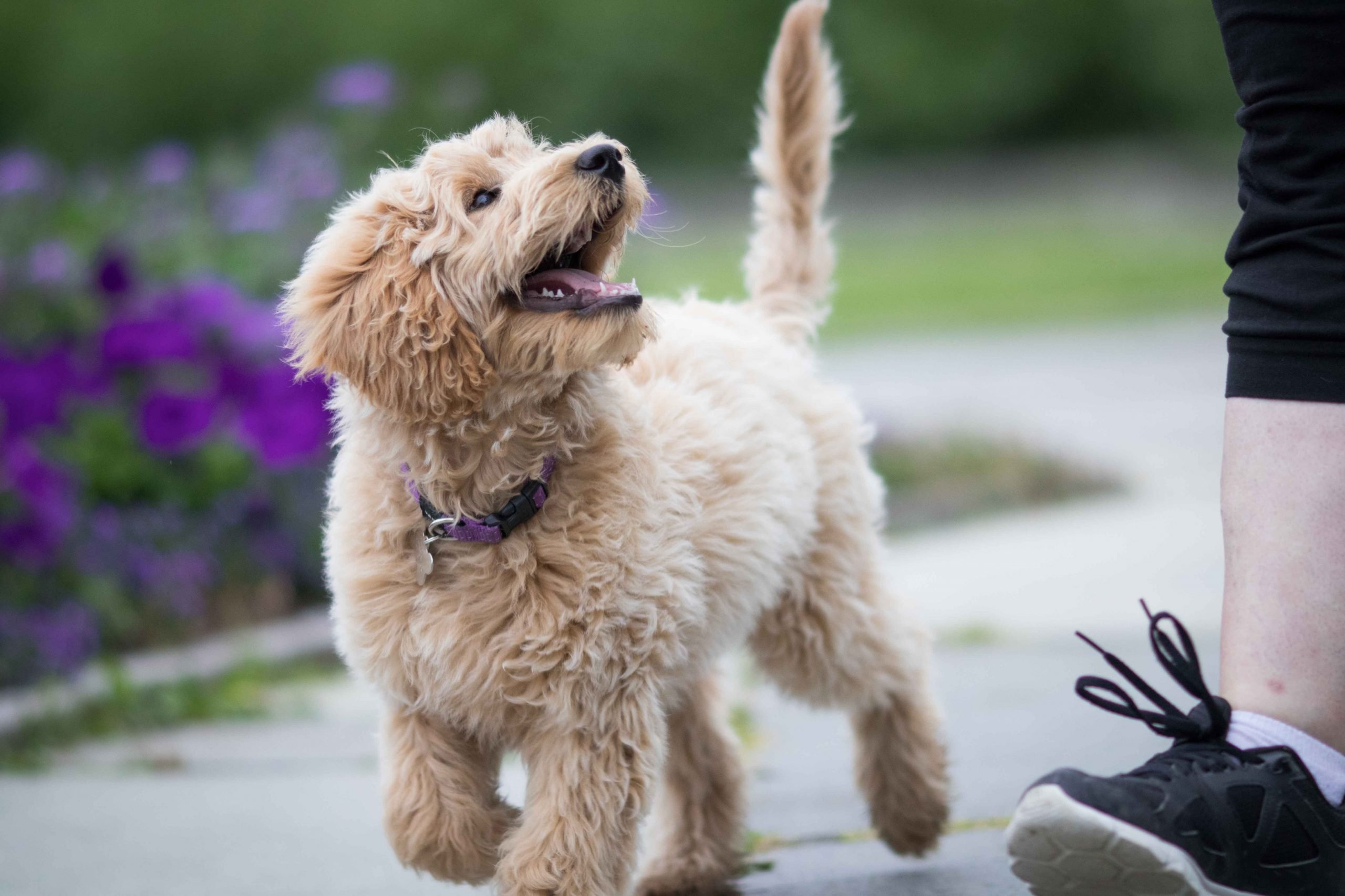 How To Train Your Labradoodle Puppy