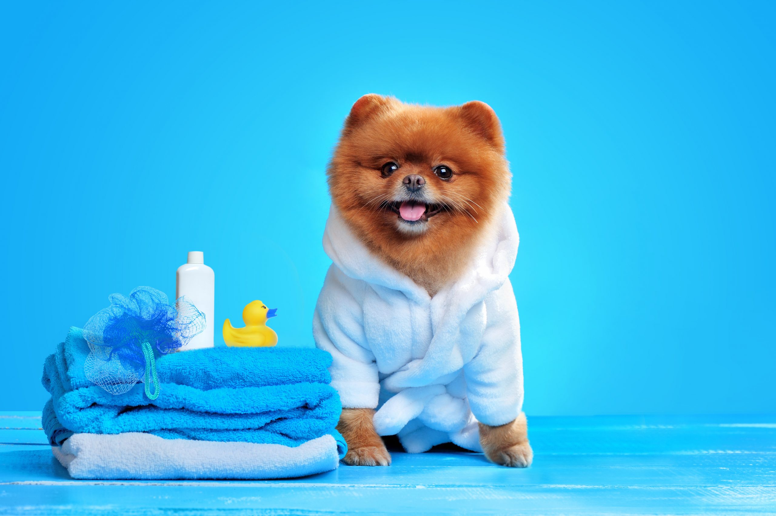 Dog Drying Coats YOU And YOUR DOG Will Love