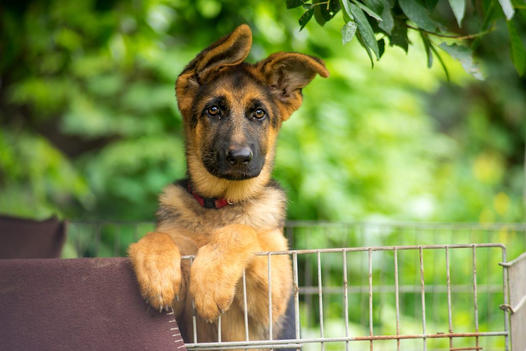 When Do German Shepherd’s Ears Stand Up? - Top Dog Hub