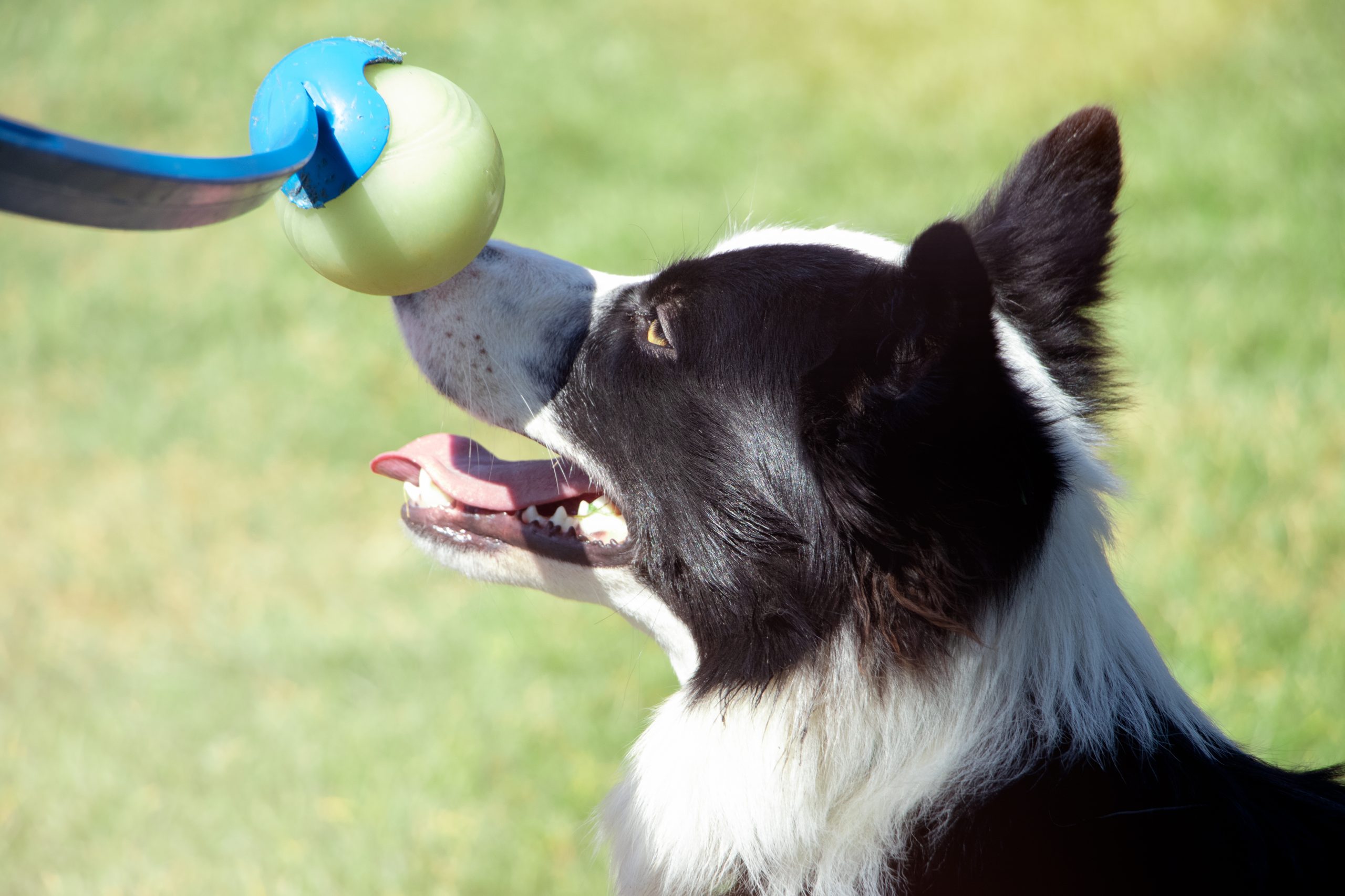The 7 Best And Most Fun Automatic & Manual Dog Ball Launchers