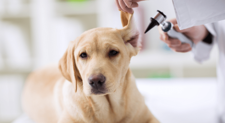 Dog Ear Plucking